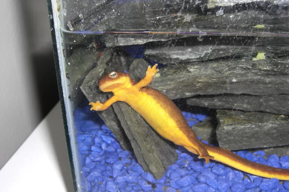 Newt